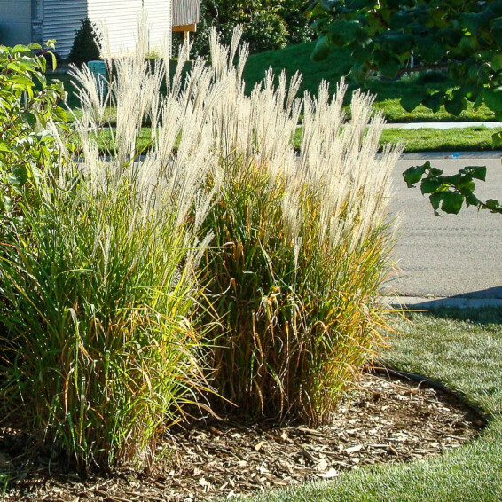 Міскантус китайський 'Purpurascens' - 3