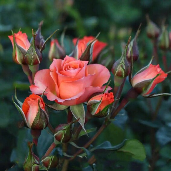 Троянда бордюрна 'Alegria' - 5