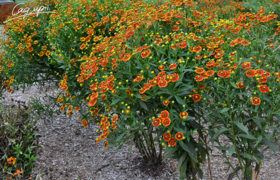 Геленіум 'Can Can' #3, C3 - - 2