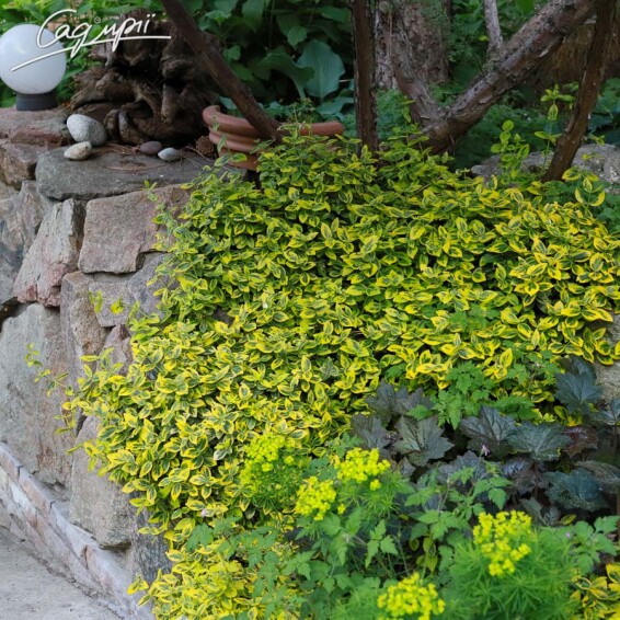 Бересклет Форчуна 'Emerald Gold' #1, p9 10-20 - 6