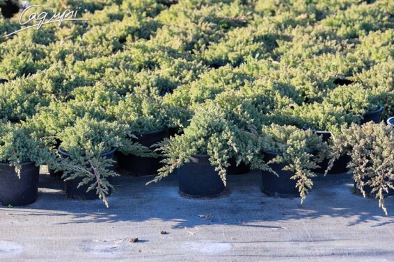 Ялівець лежачий 'Nana' - 6