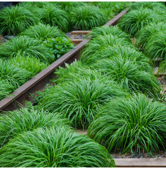 Осока охіменська 'Evergreen'