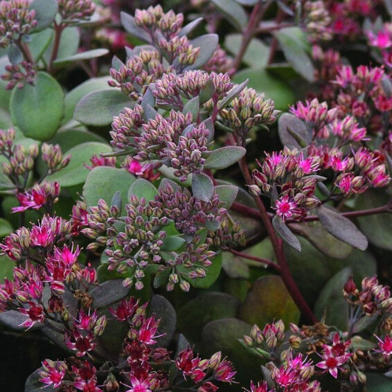 Очиток гибридный 'Bertram Anderson' - 8