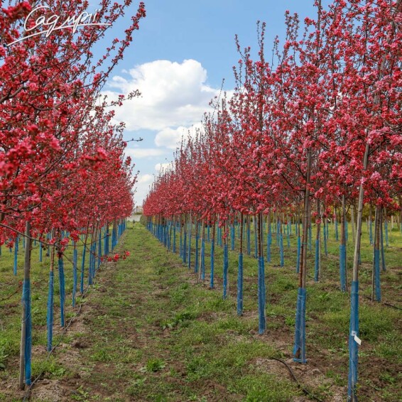 Яблоня 'Mokum' - 1