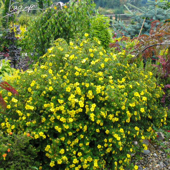 Перстач кущовий 'Kobold' - 2