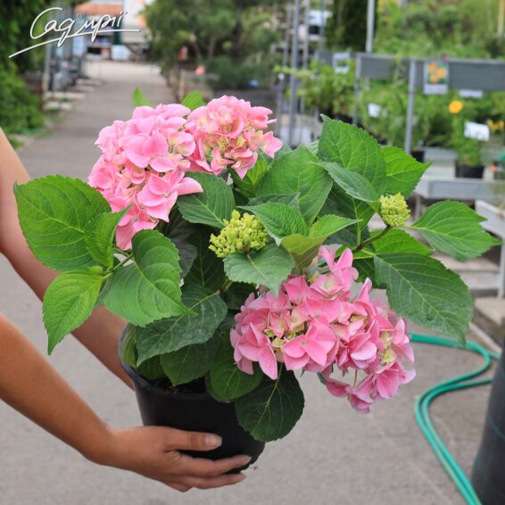 Гортензия крупнолистная 'Fripon' #3, Р9 - - 3