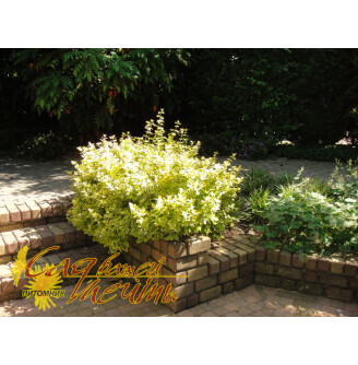 Бересклет форчуна 'Emerald Gold', штамбовая форма