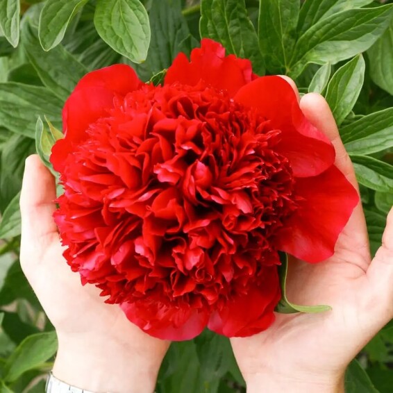 Півонія трав'яниста 'Red' - 1