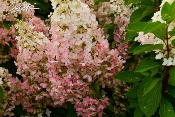 Гортензія волотиста 'Wim's Red' ® #1, C3 - - 6