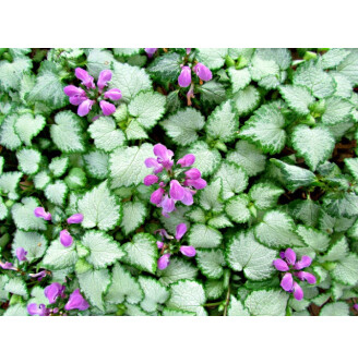 Глуха кропива крапчата 'Pink Pewter'