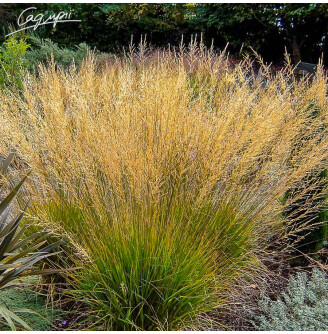 Молінія блактина 'Moorflamme'