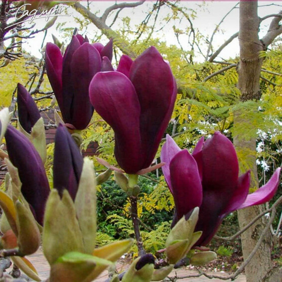 Магнолія лілієквіткова 'Nigra' - 5