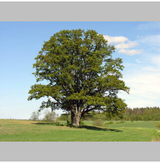 Дуб звичайний