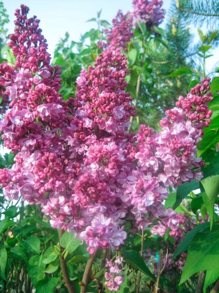 Сирень обыкновенная 'Kardynal' - 2 Сирень обыкновенная 'Kardynal' - 2