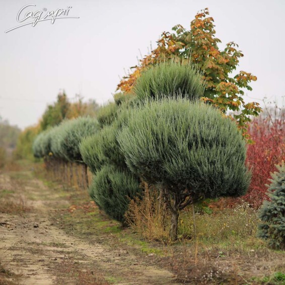 Ялівець скельний 'Moonglow' - 5