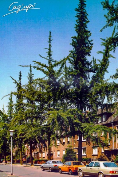 Гінкго білоба #1, С60 10--12 300-400 St. 150-175 - 1