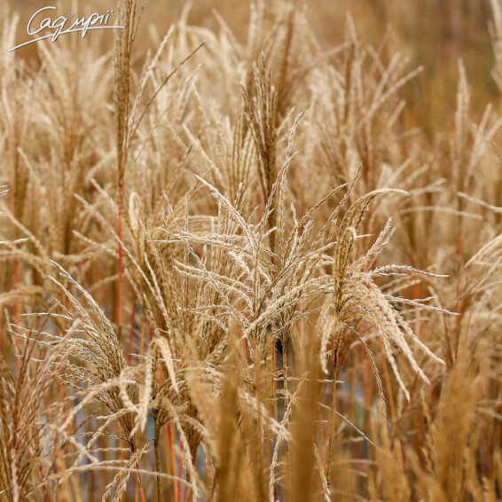 Міскантус китайський 'Kleine Fontane', C3 - - 9