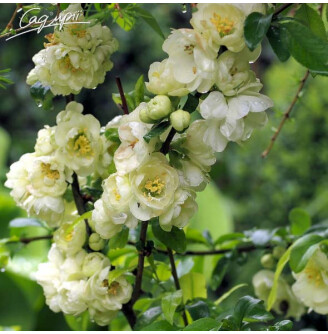 Айва прекрасная (хеномелес) Yukigoten