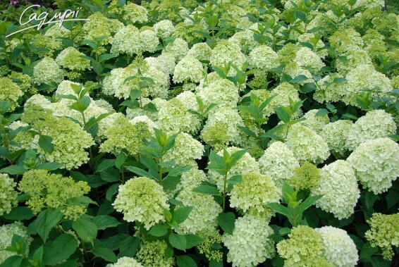 Гортензія волотиста 'Diamantino'® - 2