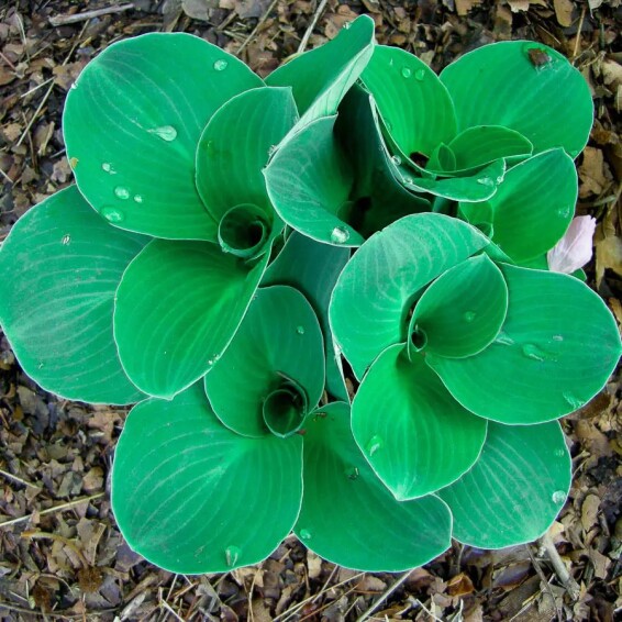 Хоста 'Blue Mouse Ears' - 4 Хоста 'Blue Mouse Ears' - 4