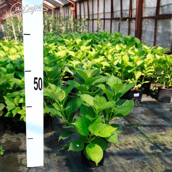 Гортензия крупнолистная 'Leuchtfeuer' #3, p9 - - 9