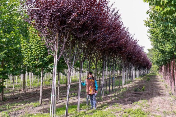 Слива розчепірена 'Nigra' - 14