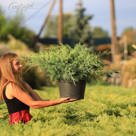 Можжевельник средний 'Pfitzeriana Glauca' - 1