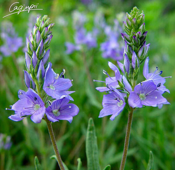 Вероніка австрійська, C2 - - 3