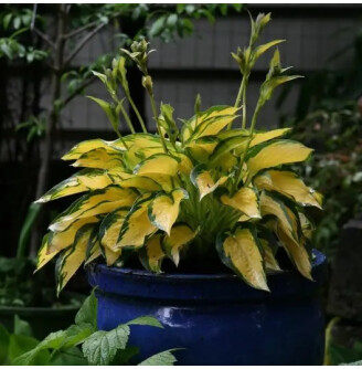 Хоста 'Orange Marmalade'