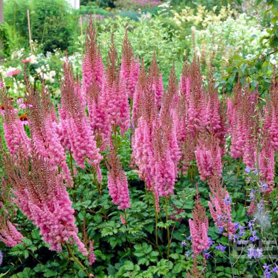 Астільба китайська 'Superba' - 1