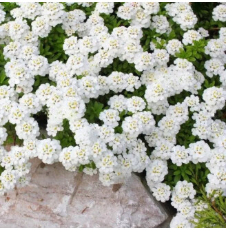 Іберійка вічнозелена 'Schneeflocke'