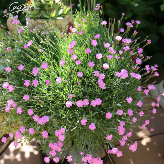 Гвоздика сірувато-блакитна 'Pink Jewel' - 3