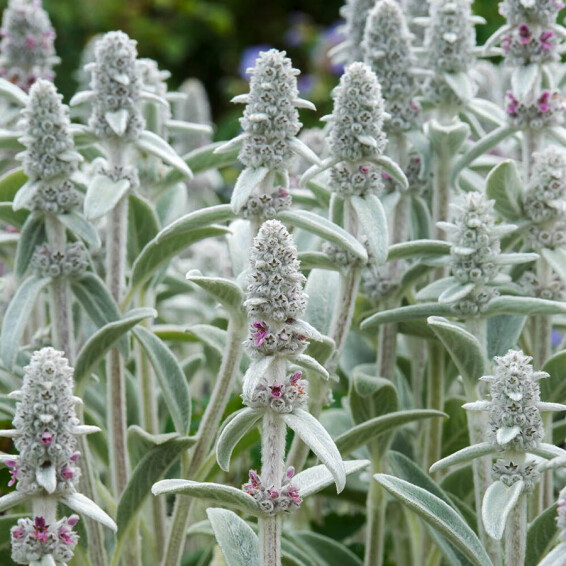 Чистец византийский ‘Silver Carpet’ #1, ГК - - 6