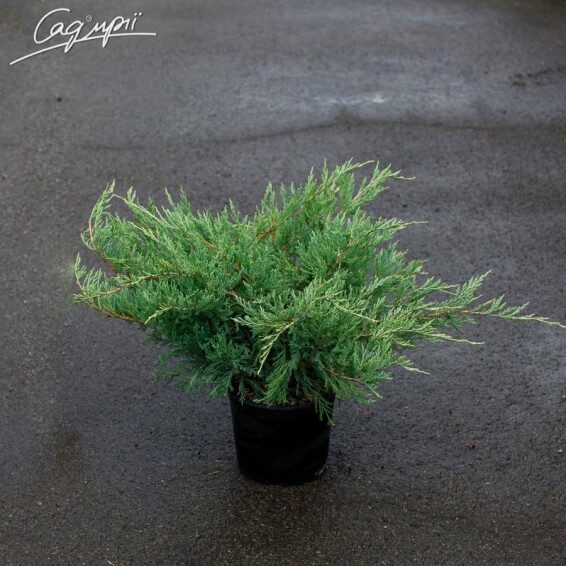 Можжевельник горизонтальный 'Hughes' - 4