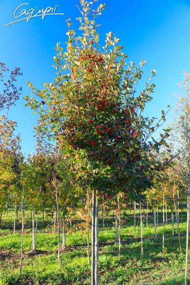 Глід сливолистий 'Splendens' #5, WRB 16--18 400-450 St. 160-180 - 4 Глід сливолистий 'Splendens' #5, WRB 16--18 400-450 St. 160-180 - 4