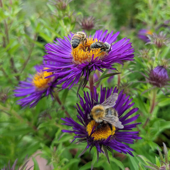 Астра новоанглийская 'Marina Wolkonsky' - 3 Астра новоанглийская 'Marina Wolkonsky' - 3