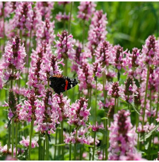 Чистец лекарственный 'Pinky'