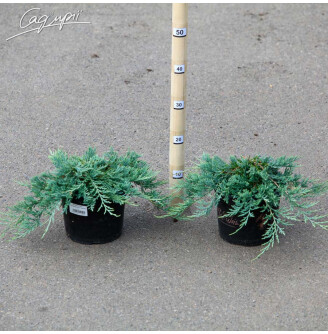 Можжевельник горизонтальный 'Glacier'