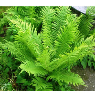 Страусник звичайний