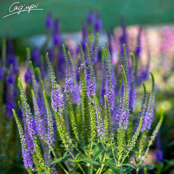 Вероника колосковая 'Blue Indigo' - 3 Вероника колосковая 'Blue Indigo' - 3