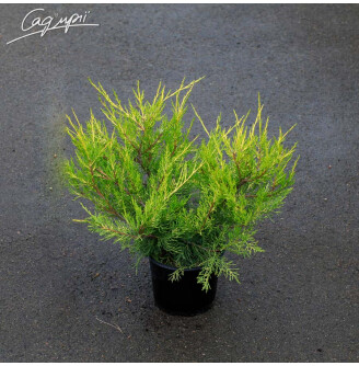 Можжевельник китайский 'Kuriwao Gold'