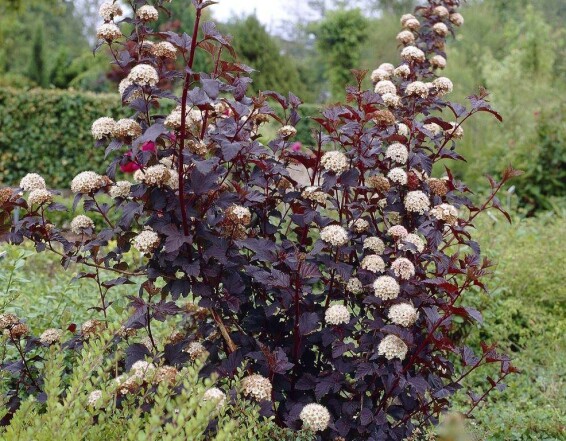 Пухироплідник калинолистний 'Diabolo' ® - 4 Пухироплідник калинолистний 'Diabolo' ® - 4