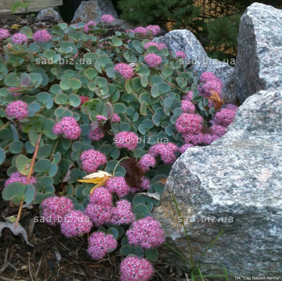 Очиток Зибольда - 1