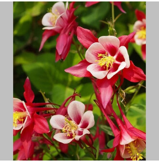 Аквілегія (водозбір) 'Crimson Star'