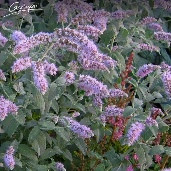 М'ята довголиста 'Buddleia' - 1