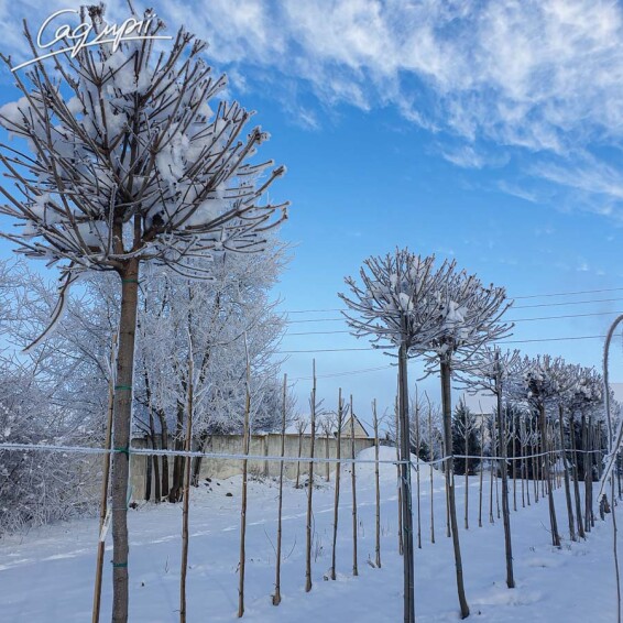 Клен гостролистий 'Globosum' - 3