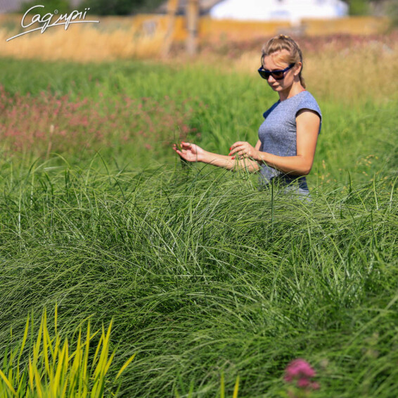 Мискантус китайский 'Red Chief', C3 - - 1