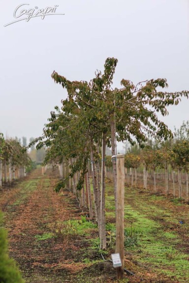 Сакура мелкопильчатая 'Kiku-shidare' #1, WRB 25--30 200-250 St. 180-200 - 10