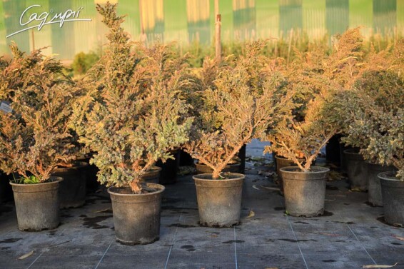 Можжевельник чешуйчатый 'Golden Flame' - 2