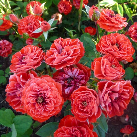 Роза бордюрная 'Cordula' - 1 Роза бордюрная 'Cordula' - 1